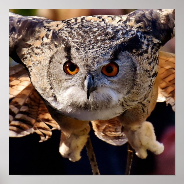 Affiche Chouette (Devant)