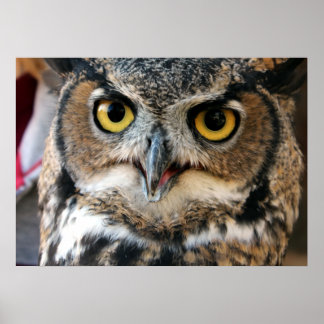 Affiche Chouette à cornes (Bubo virginianus)