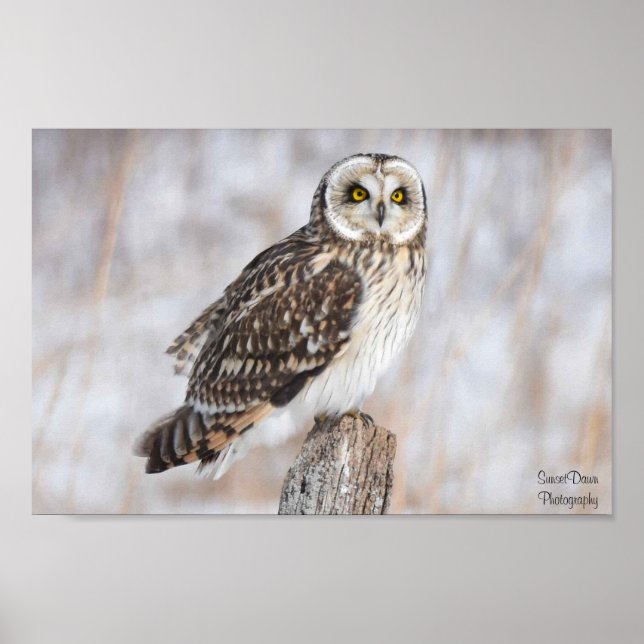 Affiche Chouette à courte portée (Devant)