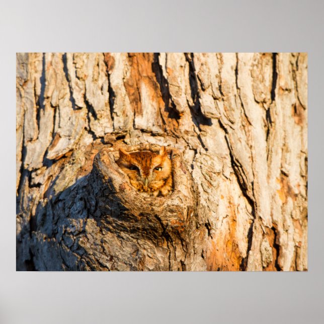 Affiche Chouette à cris de l'Est (Devant)