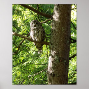 Affiche Chouette au jardin botanique Van Dusen Vancouver C