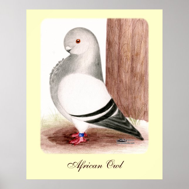 Affiche Chouette d'Afrique bleue Pigeon (Devant)