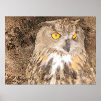 Affiche Chouette d'aigle