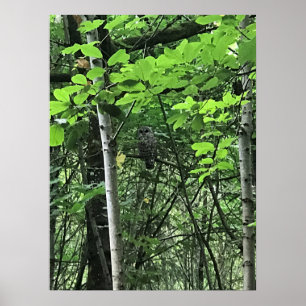 Affiche Chouette dans les arbres, Oregon