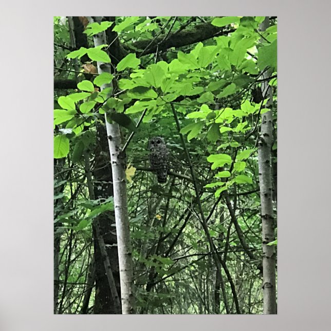Affiche Chouette dans les arbres, Oregon (Devant)