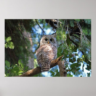 Affiche Chouette de Hoot sauvage qui brille dans la forêt