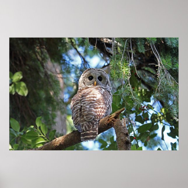 Affiche Chouette de Hoot sauvage qui brille dans la forêt (Devant)