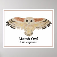 Chouette de marais d'aquarelle d'oiseaux scientifi