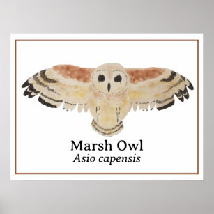 Affiche Chouette de marais d'aquarelle d'oiseaux scientifi