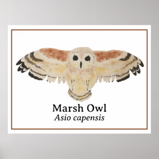 Affiche Chouette de marais d'aquarelle d'oiseaux scientifi