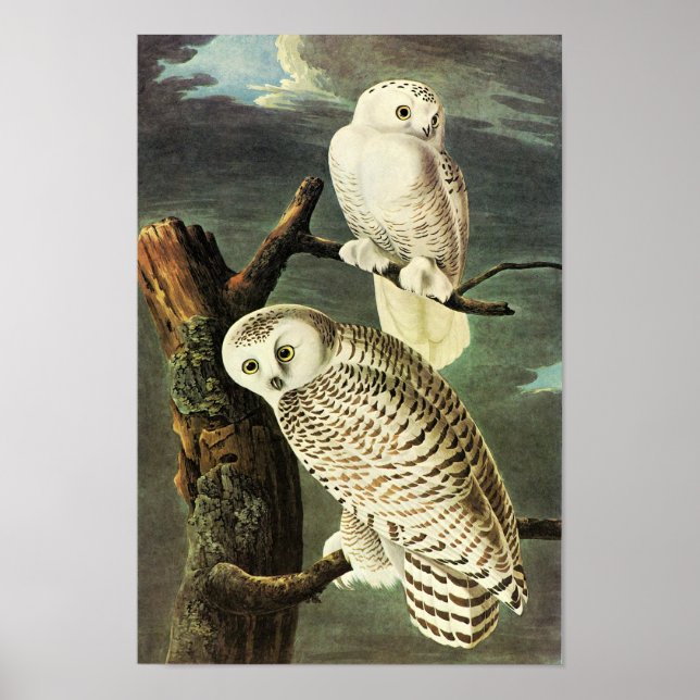 Affiche Chouette des neiges Audubon Oiseaux d'Amérique Art (Devant)