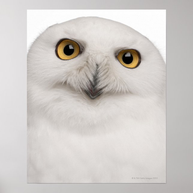 Affiche Chouette des neiges (Bubo scandiacus) est une gran (Devant)