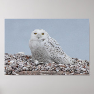 Affiche Chouette des neiges sur coquilles