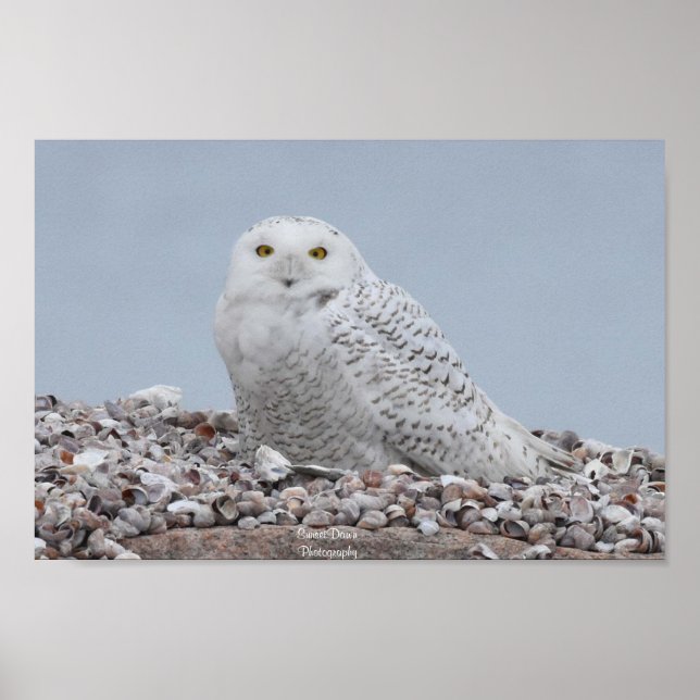 Affiche Chouette des neiges sur coquilles (Devant)