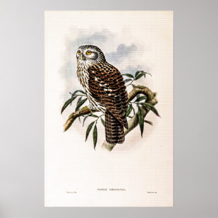Affiche Chouette-Hawk vintage par John Gould