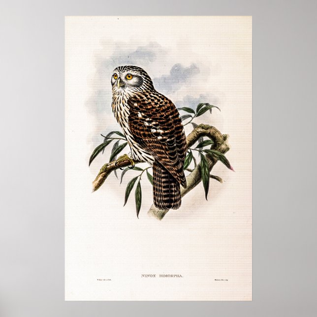 Affiche Chouette-Hawk vintage par John Gould (Devant)