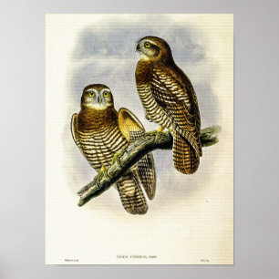 Affiche Chouette-Hibou vintage de Forbes par John Gould