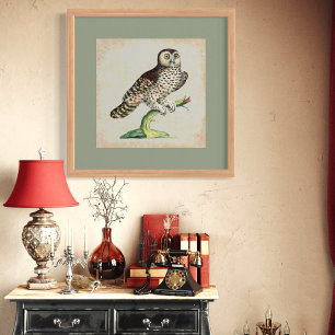 Affiche Chouette italienne antique Engraving Vintage Natur