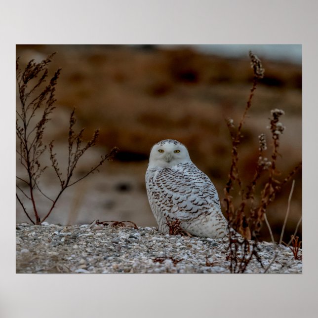 Affiche Chouette neige assise sur un rocher (Devant)