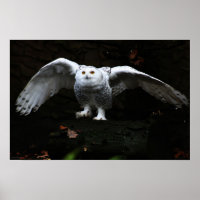 Chouette neigeuse avec wapcna à ailes ouvertes