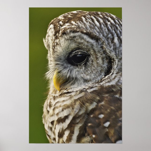 Affiche Chouette rayée, Strix varia, Michigan (Devant)