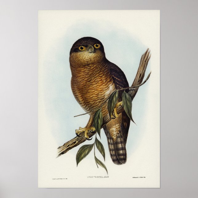 Affiche Chouette roux par Elizabeth Gould (Devant)