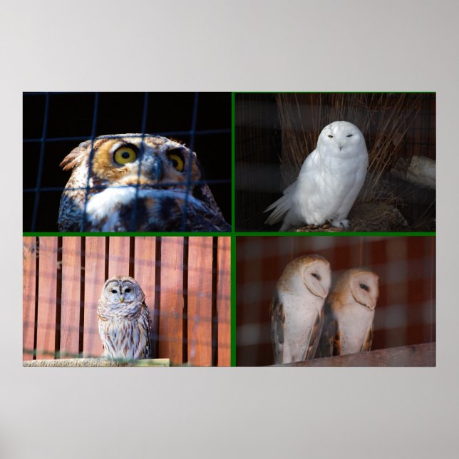 Affiche Chouettes (Devant)