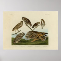 Chouettes brulantes - d'Audubon's Birds of America