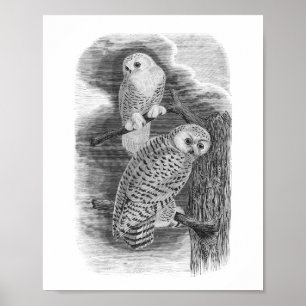 Affiche Chouettes neigeuses Dessin Vintage noir et blanc