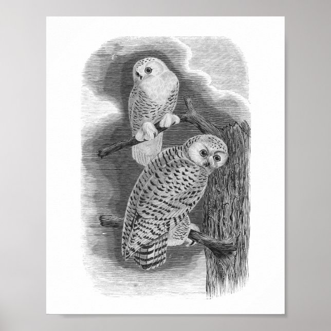 Affiche Chouettes neigeuses Dessin Vintage noir et blanc (Devant)