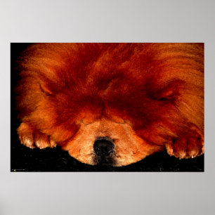 Affiche Chow Chow couché wapcnm