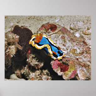 Affiche Chromodoris rampant
