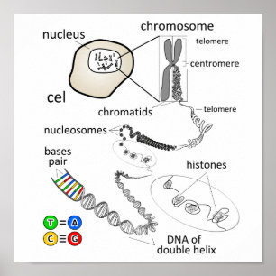 Affiche Chromosome