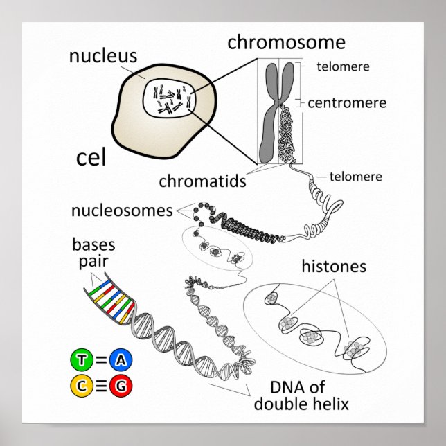 Affiche Chromosome (Devant)