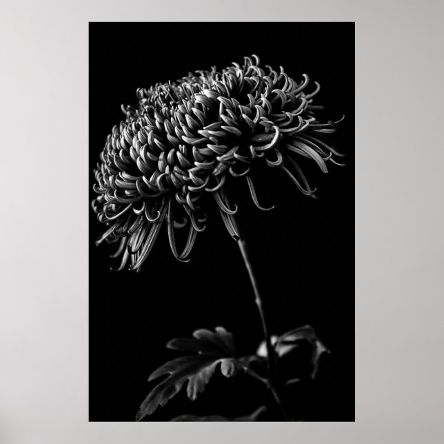 Affiche Chrysanthème (Devant)