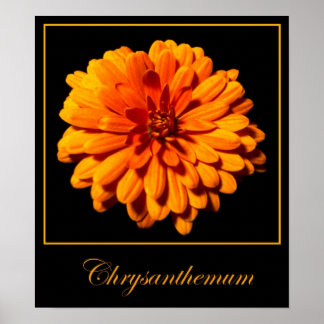 Affiche Chrysanthème