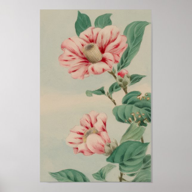 AFFICHE CHRYSANTHÈME BOTANIQUE FLEUR VINTAGE (Devant)