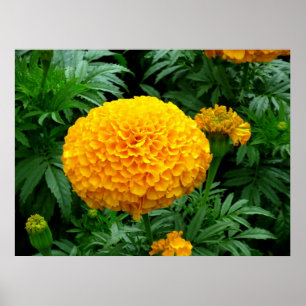 Affiche Chrysanthème orange