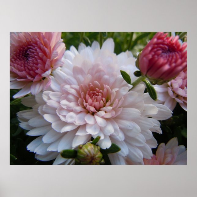 Affiche Chrysanthème rose doux (Devant)
