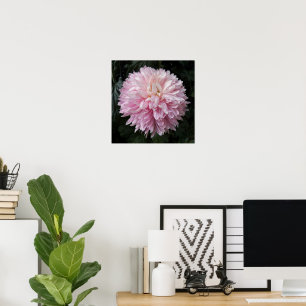 Affiche Chrysanthème Rose Fleurie Photographie Florale
