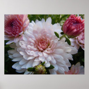 Affiche Chrysanthème rose mou