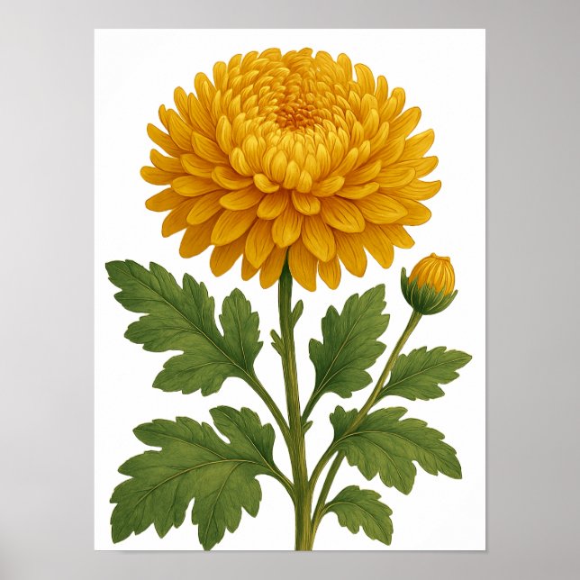 Affiche Chrysanthème Vintage (Devant)