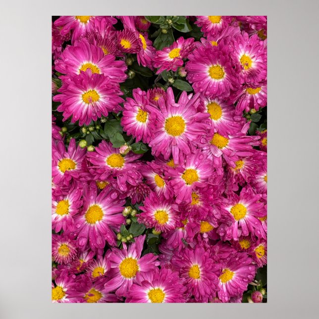 Affiche Chrysanthèmes (Devant)