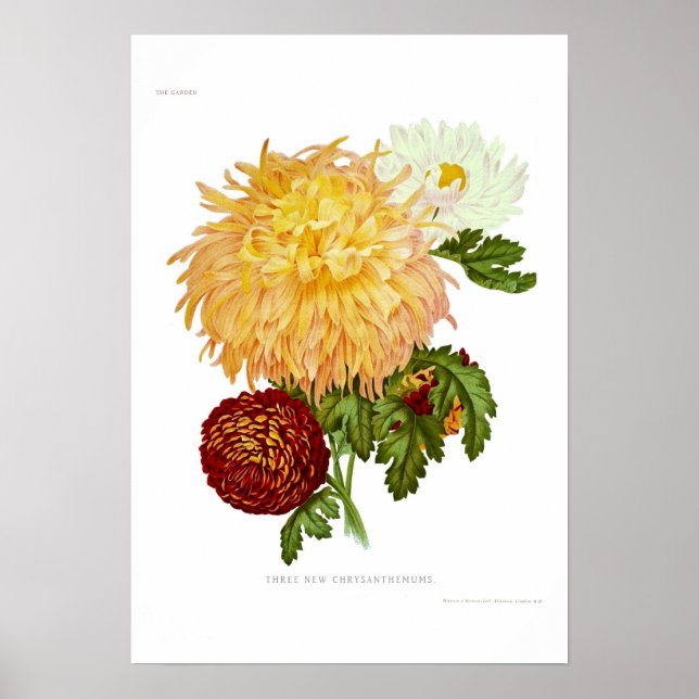 Affiche Chrysanthèmes (Devant)