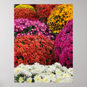 Affiche Chrysanthèmes