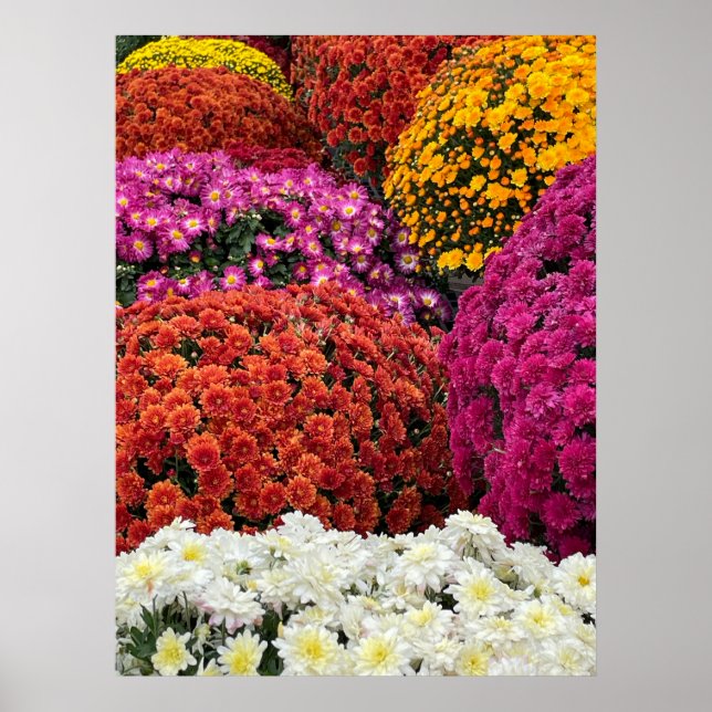 Affiche Chrysanthèmes (Devant)