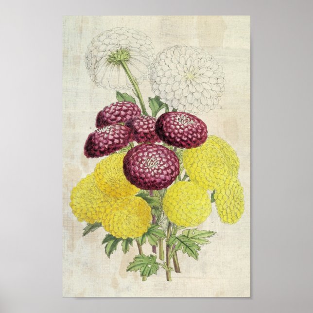 Affiche Chrysanthèmes vintages Pompon Botanique (Devant)