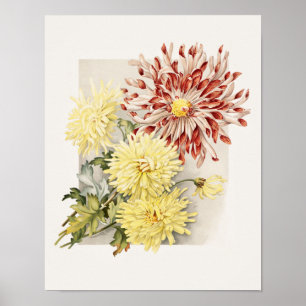 Affiche Chrysanthèmes Vintages rose, blanc et jaune