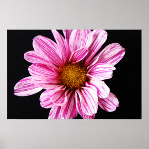 Affiche Chrysanthemum Flower wapcn
