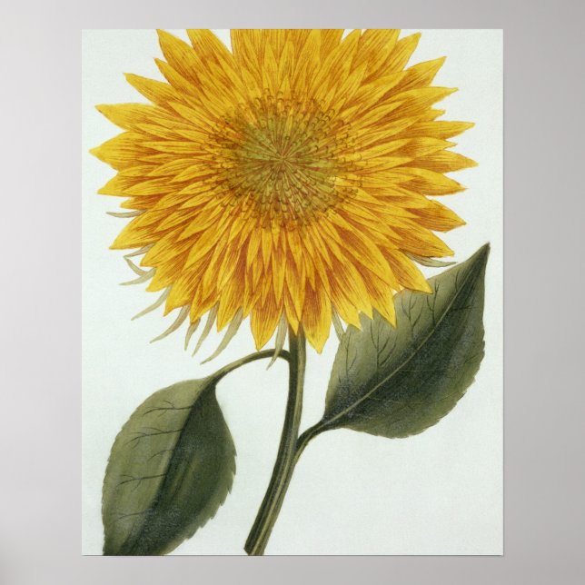 Affiche Chrysanthemum Indicum from 'Pythanthoza Iconograph (Devant)